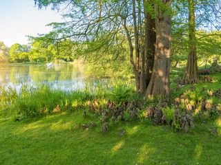 Dowesee in Brunswick, Braunschweig. Taxodium distichum, baldcypress, swamp cypress, cypress knees in the sun -official state tree of Louisiana. Ecology