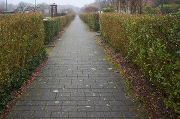 Long pathway through green hedge garden