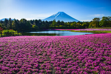 本栖ハイランドから富士山と芝桜