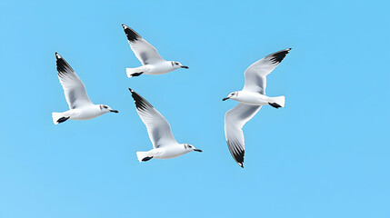Four seagulls in flight against a clear sky. Possible use nature, wildlife, animals, education