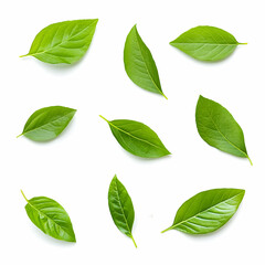 Fresh green leaves on white background (1)