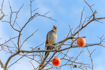 柿の木に止まるツグミと青空