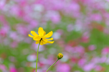 淡いピンクの背景に映える黄色いコスモス