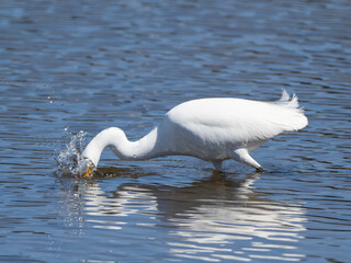 A Snowy Egret in the act of plunging for a fish