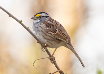 A close up of a White-throated Sparrow perched on a thin twig