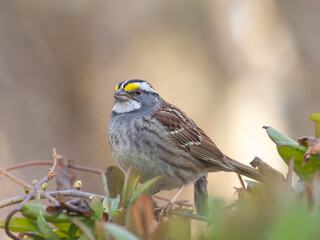 A close up of a White-throated Sparrow perched up on the top of some mixed vegetation