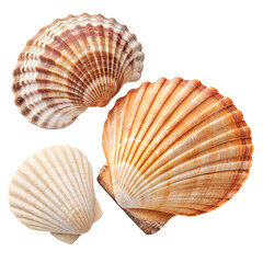seashells isolated on white background