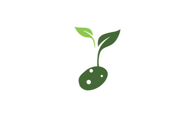 a graphic image with potato sprout theme, white background. vector graphic base.