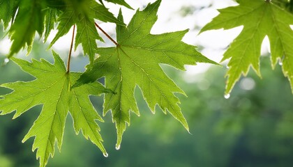 A maple leaf with an early morning fog and brezze dripping