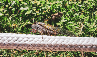 Skin of a tropical cricket insect turns out to be.