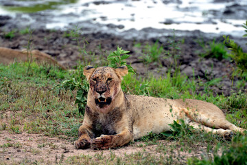 Lion du Serengeti après la chasse