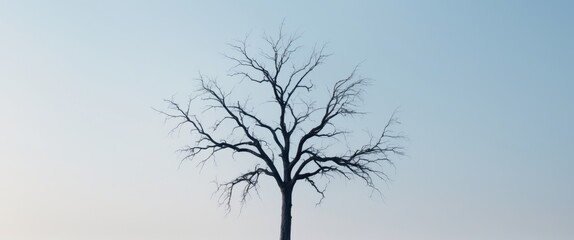 Fototapeta premium Serene Withered Tree Silhouette on Crisp Clear Background.