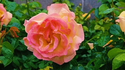 Processed with VSCO with l6 preset