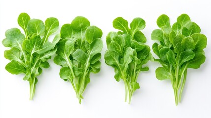 Fresh Green Leafy Vegetables Arrangement on White Background
