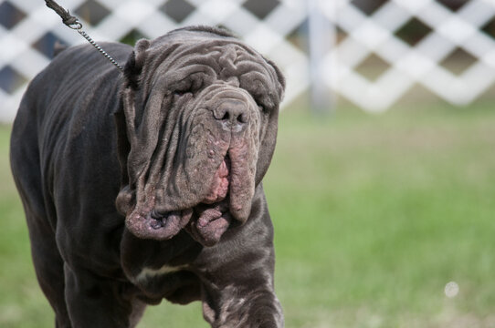 Neapolitan Mastiff close-up headshot