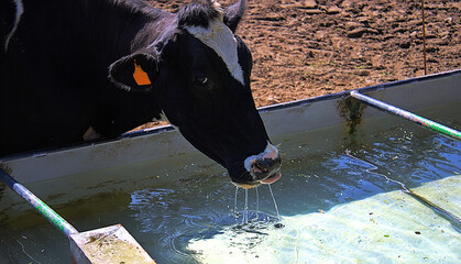 The cow drinks clear water