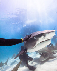 Diver interacting with a tiger shark.
