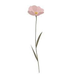 Gentle pink flower with golden center. Meadow botanical element in pastel colors. Wild flower. © Hanna ArtLab