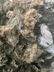 old tree bark
