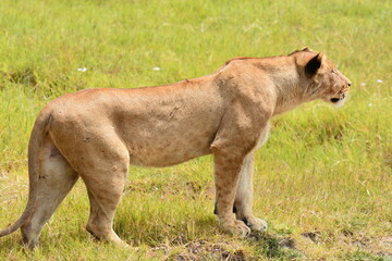 Lionne en pleine chasse dans les plaines du Serengeti