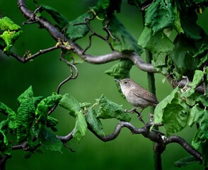 Northern House Wren (Troglodytes aedon)  sits on a Corylus avellana in a mid summer garden