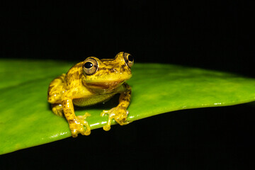 Stauffer's Tree Frog, Scinax staufferi is a species of frog in family Hylidae