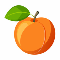 Apricot Icon with reflection on white background