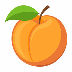 Apricot Icon with reflection on white background