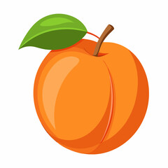 Apricot Icon with reflection on white background