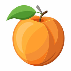 Apricot Icon with reflection on white background