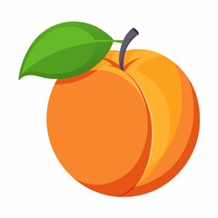 Apricot Icon with reflection on white background