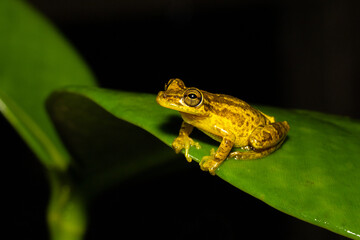 Stauffer's Tree Frog, Scinax staufferi is a species of frog in family Hylidae