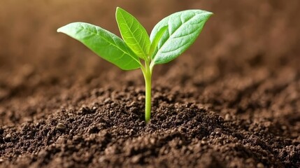 Fototapeta premium New Life in Fertile Ground Young Plant Thrives, Signifying Agricultural Growth and Success