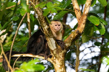 The Colombian white-faced capuchin, Cebus capucinus, or white-headed capuchin