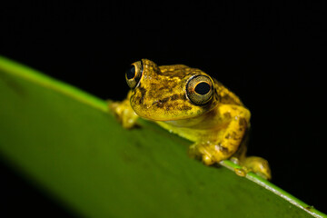 Stauffer's Tree Frog, Scinax staufferi is a species of frog in family Hylidae