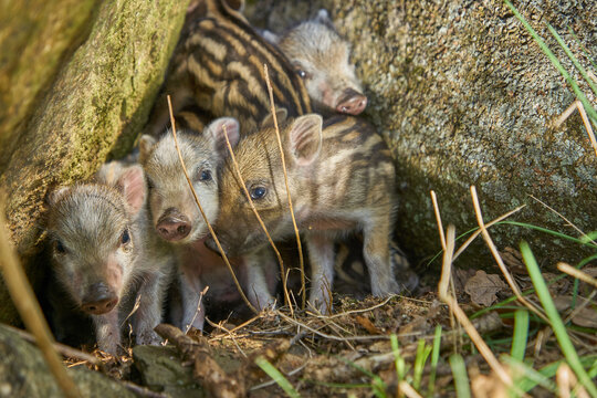 Wild boar group