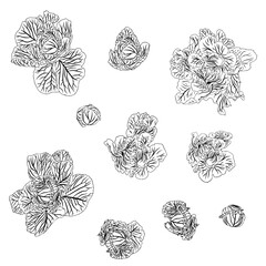 Large set of cabbage heads. Doodle style. Vector illustration isolated on white background.