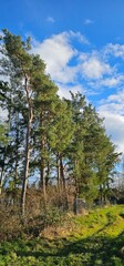Baum