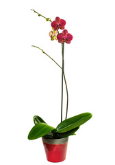 Red and yellow  Phalaenopsis orchid in pot