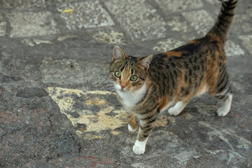 Tricolor cat with green eyes on the street in Budva Montenegro. High quality photo