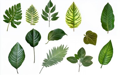 Assorted tropical green leaves with patterns and unique shapes on a white background