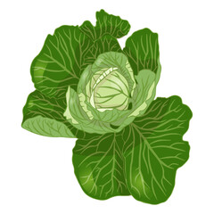 Obraz premium Cabbage head in flat style. Vector illustration isolated on white background.