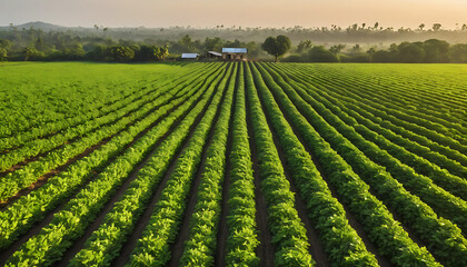Peanut plantation fields