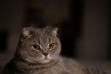 Obraz premium A close-up portrait of a gray cat with golden eyes, featuring soft fur and moody lighting.