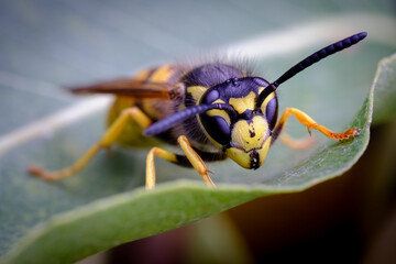 A detailed macro shot of a yellowjacket wasp on a leaf, highlighting its sharp mandibles, antennae, and striking black-and-yellow body with a soft, blurred background for contrast.