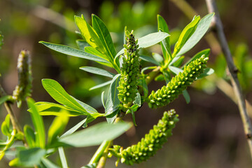 Close-up of golden willow catkins swaying gently in the spring breeze. The sunlight enhances their vibrant color and delicate texture, highlighting the beauty of early spring
