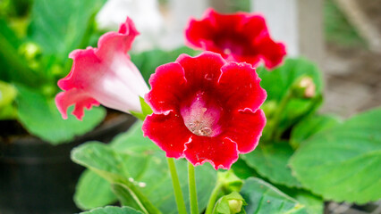 Sinningia speciosa (Gloksinia, Brazilian gloxinia). Sinningia speciosa, sometimes known in the horticultural trade as gloxinia