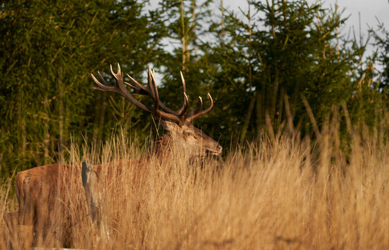 Red deer hiding in the gras