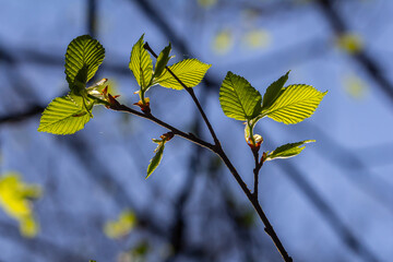 Bright green hornbeam tree leaves in front of the sky. Forest nature background