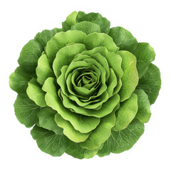 Obraz premium Fresh green lettuce with vibrant leaves and intricate layers